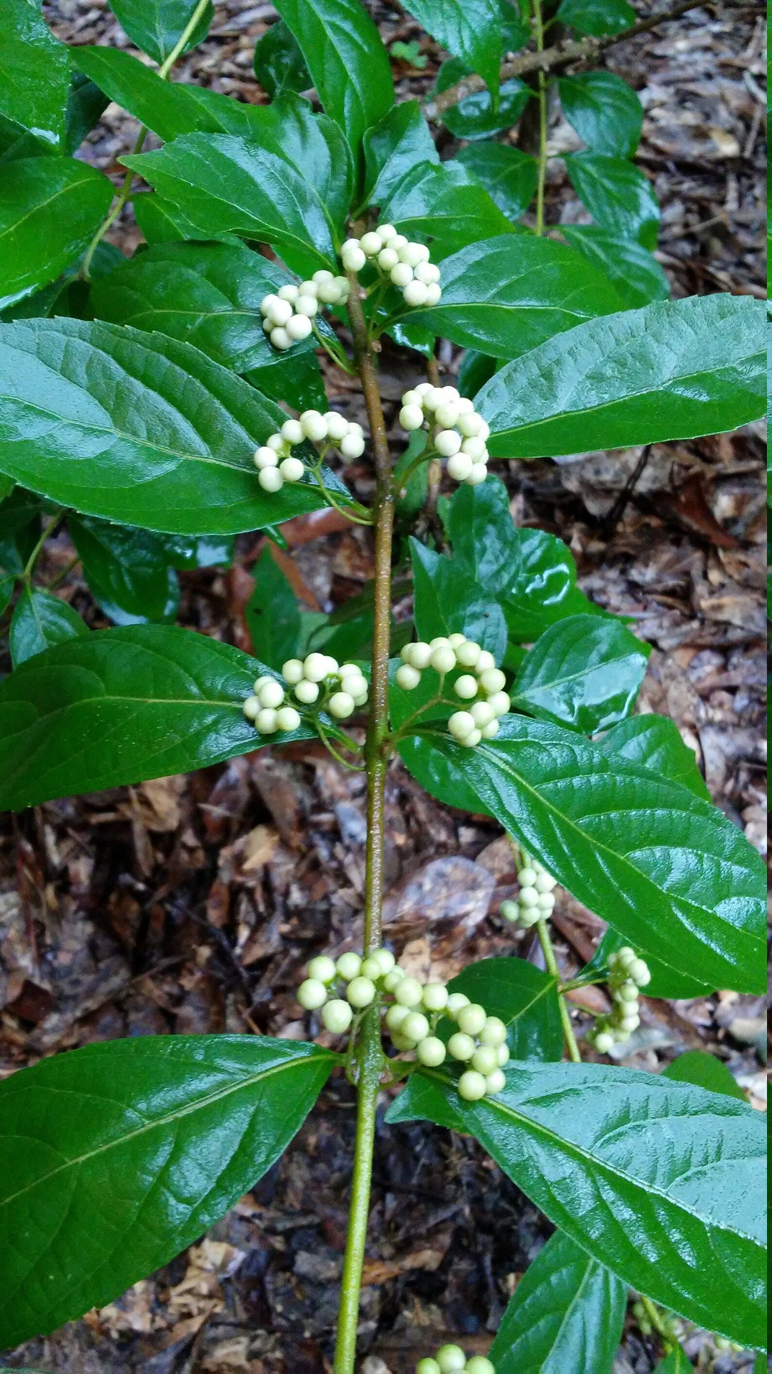 American Beautyberry - White close-up