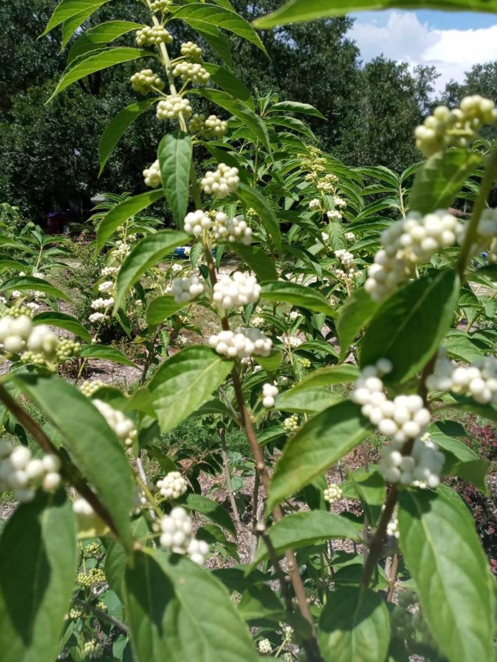 American Beautyberry - White berries