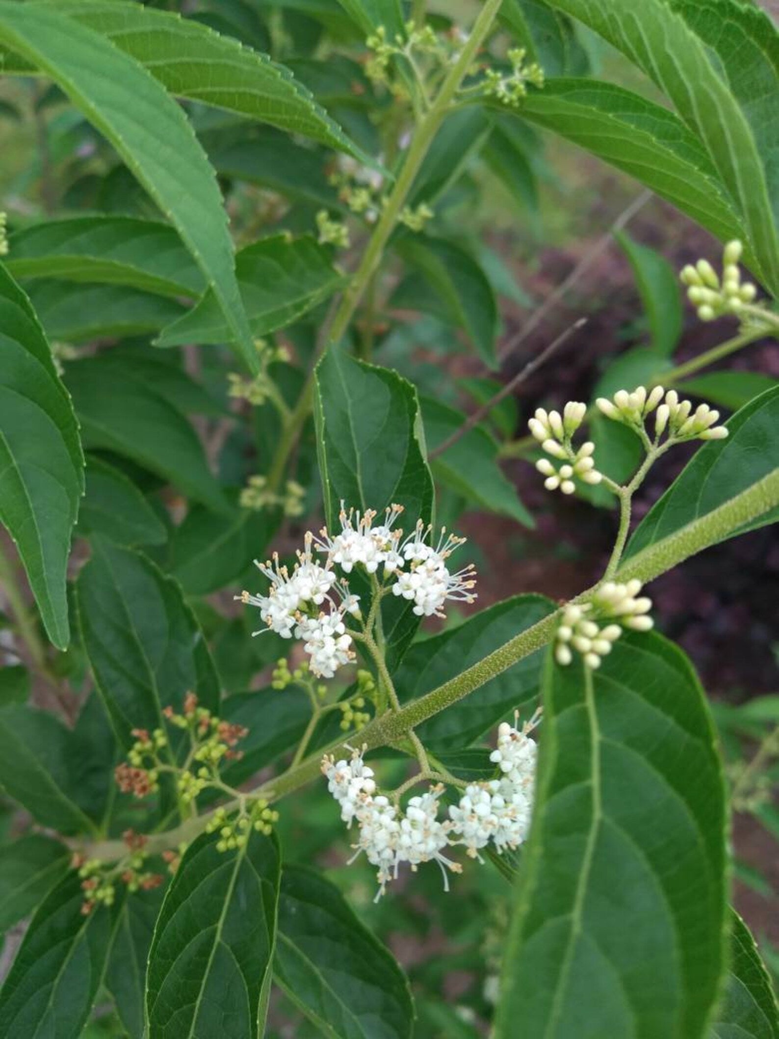 American Beautyberry - White flowers