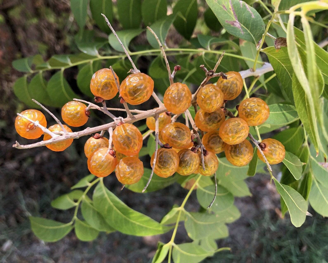 Stapberry Western Soapberry – Native Gardeners