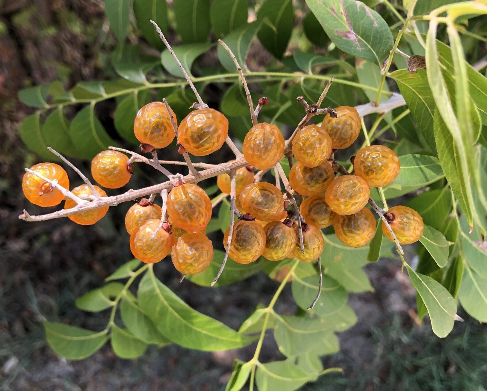 Western Soapberry