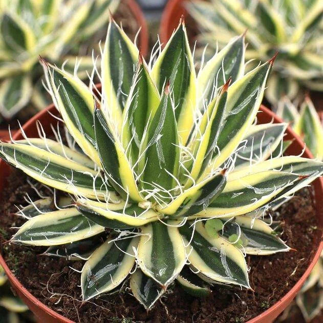 Royal Flush Agave – Native Gardeners Royal Flush Agave – Native Gardeners
