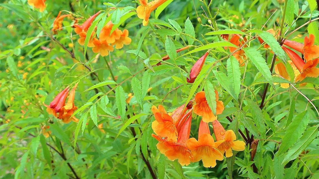 Esperanza 'Orange Jubilee' - Native Gardeners