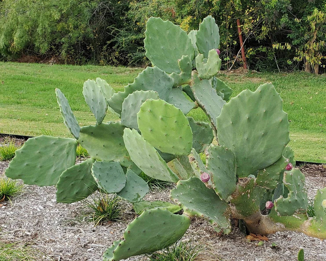 Prickly Pear 'Old Mexico' - Native Gardeners