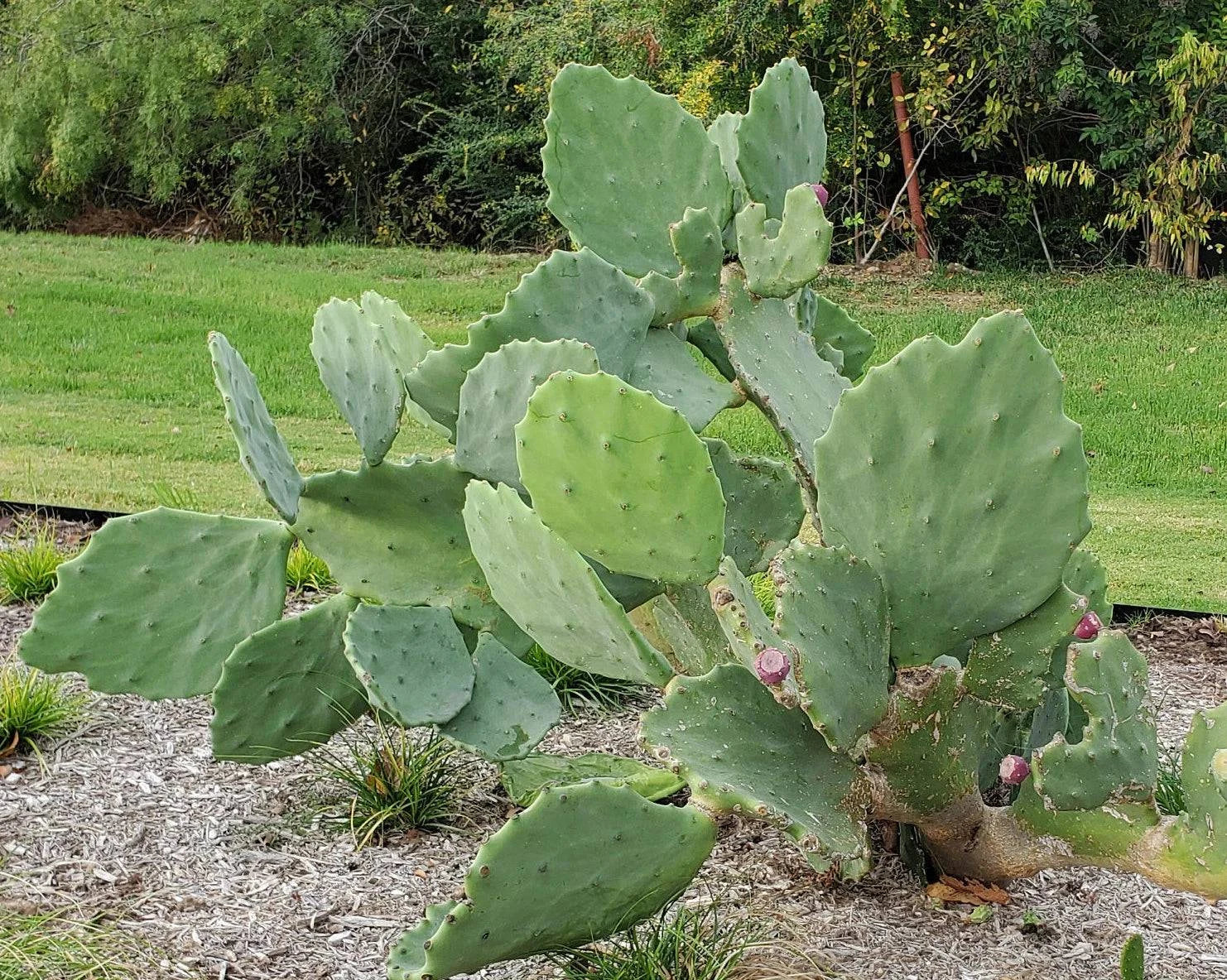 Prickly Pear 'Old Mexico' - Native Gardeners