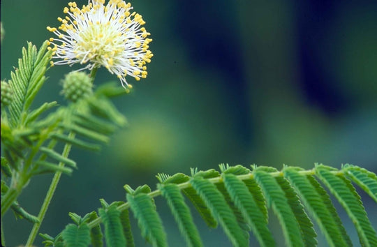 Prairie Mimosa - Native Gardeners