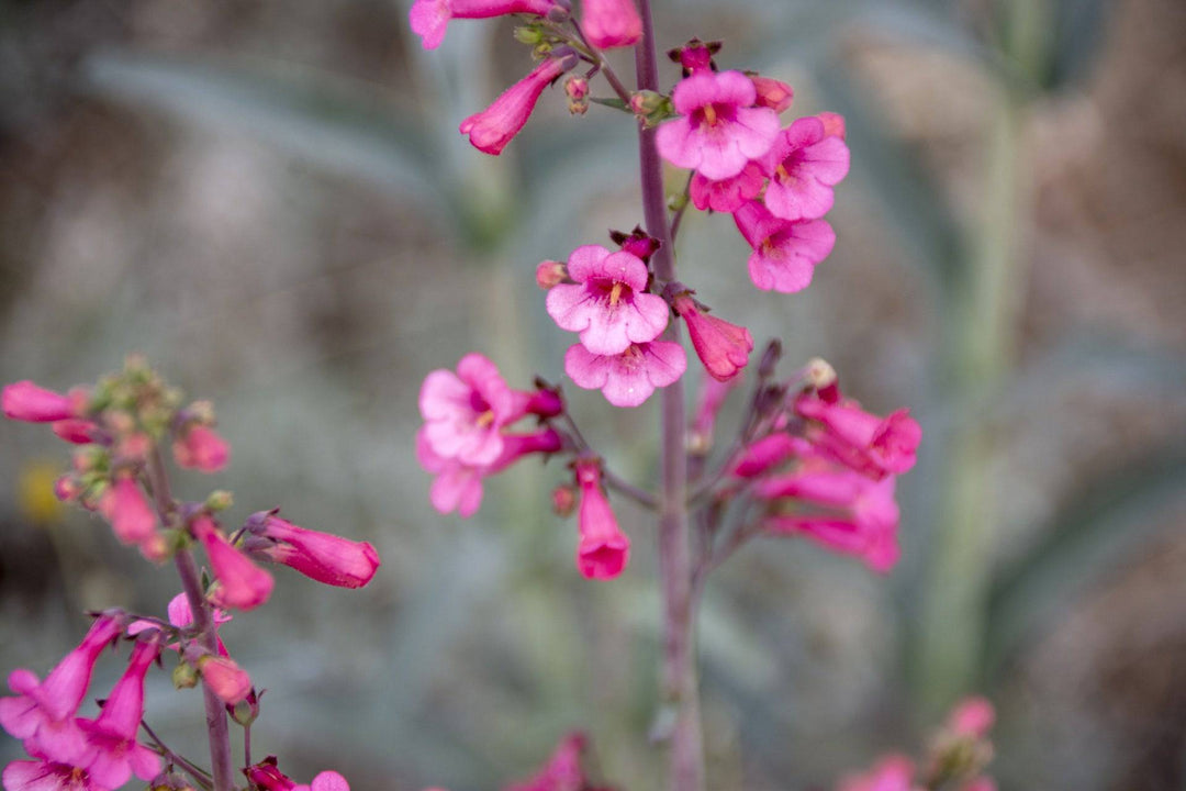 Penstemon 'Parry's' - Native Gardeners