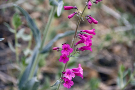 Penstemon 'Parry's' - Native Gardeners