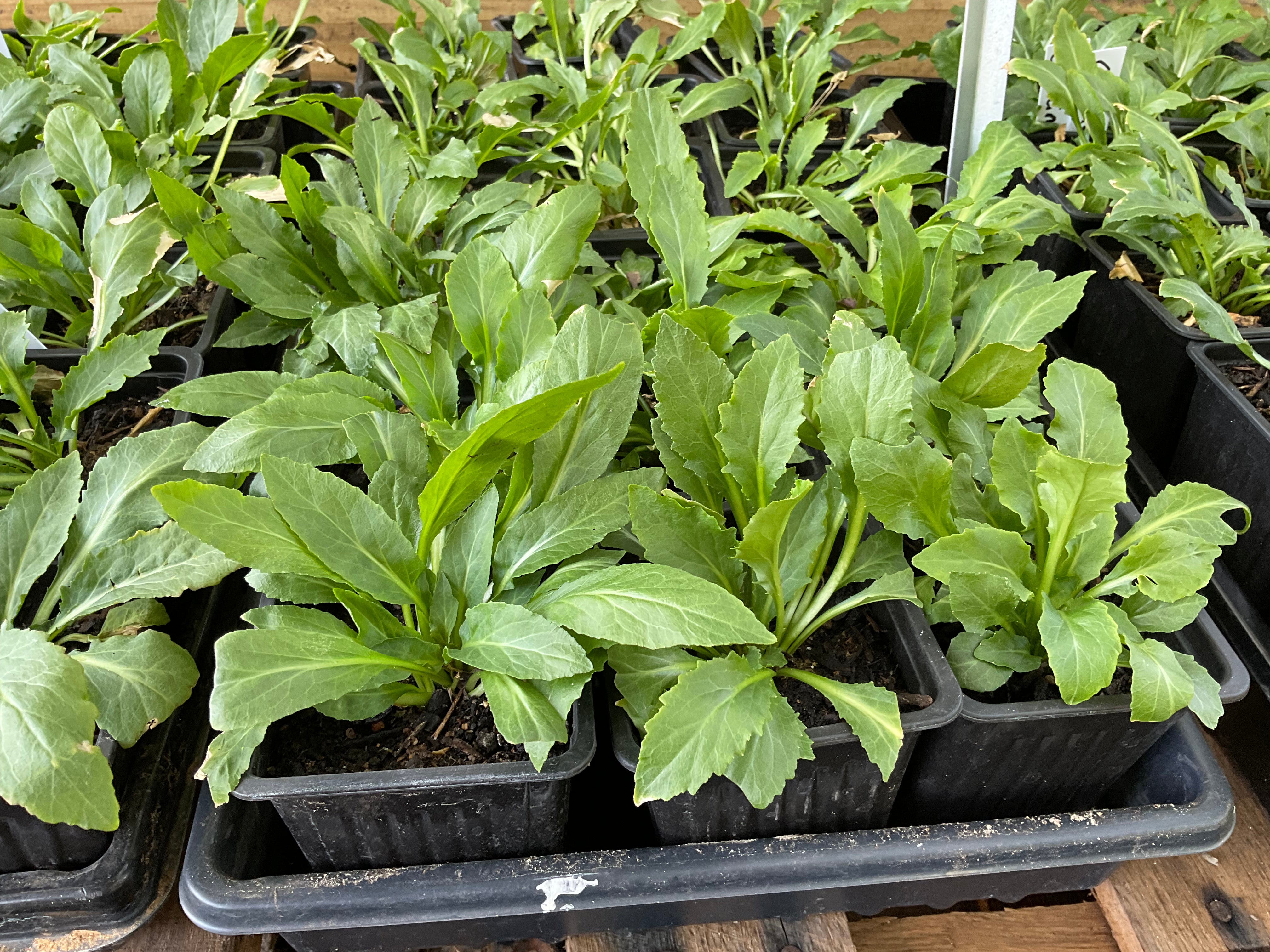 Cardinal Flower