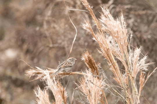 Bushy Bluestem - Native Gardeners