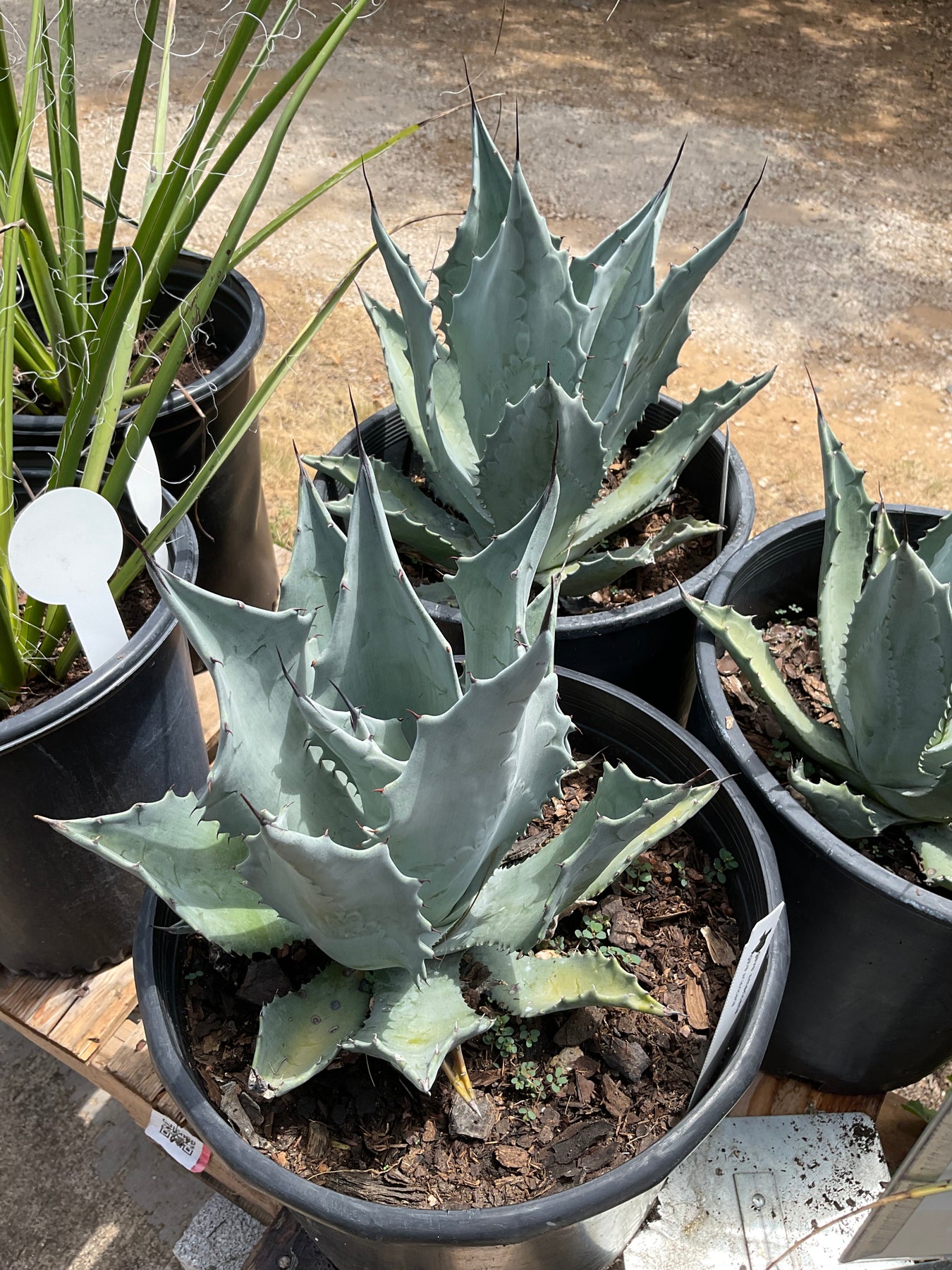 century plant indoors Century Plant Agave – Native Gardeners