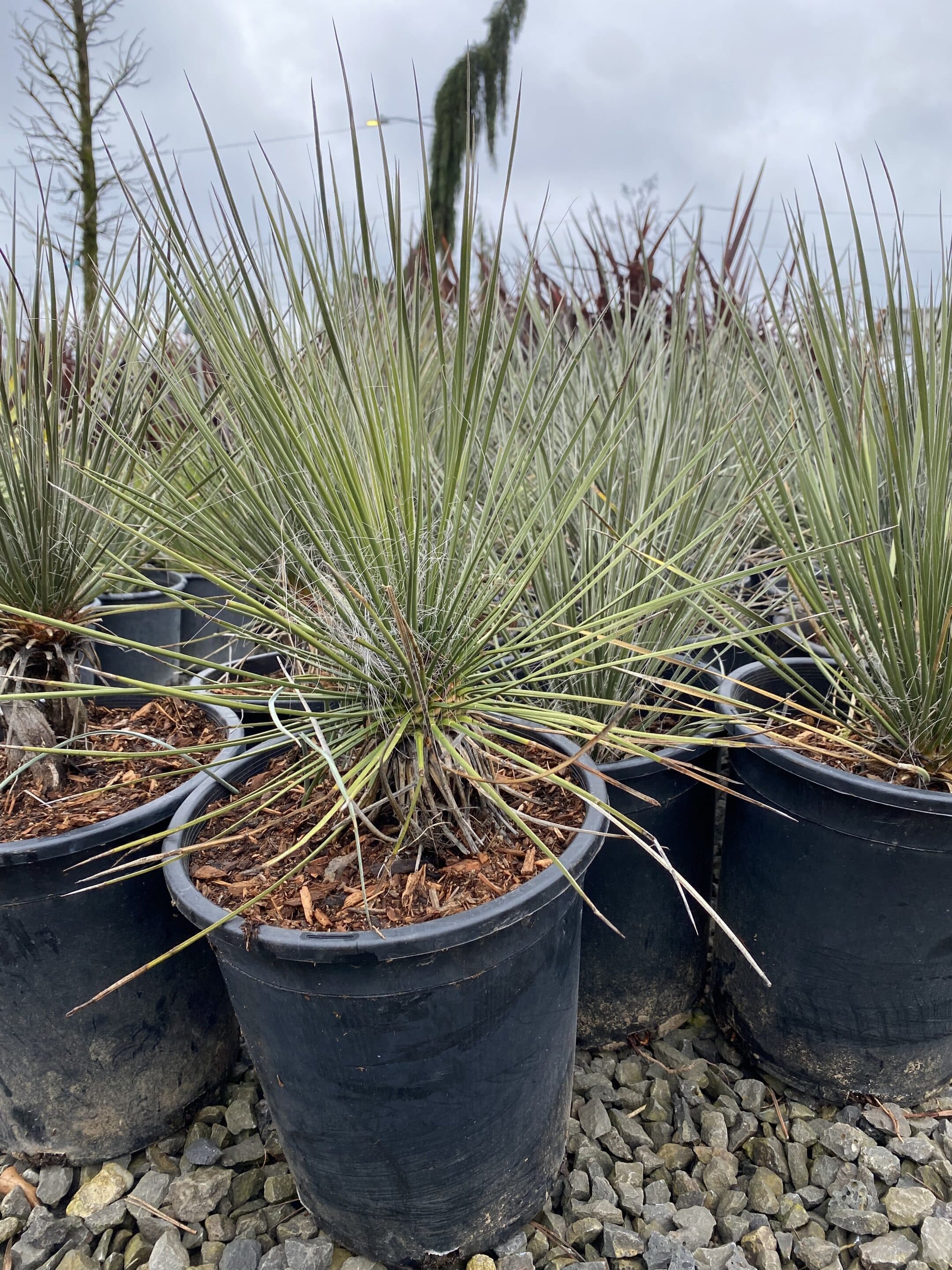 【6/1迄】Le Yucca’s size41 純正シューツリー付属 Soaptree Yucca – Native Gardeners
