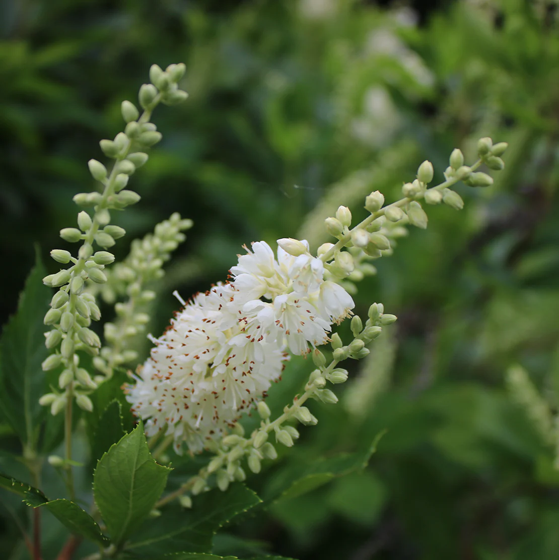 Sweet Pepperbrush - Native Gardeners