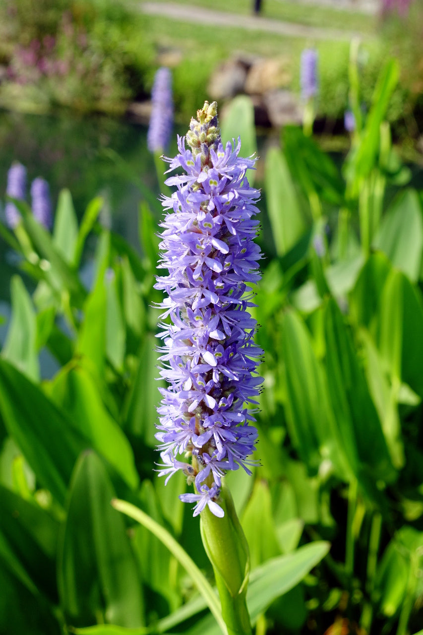 Native Gardeners Pickerelweed