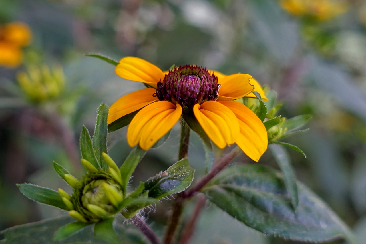 Brown-eyed Susan - Native Gardeners
