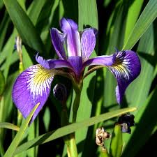Southern Blue Flag Iris - Native Gardeners