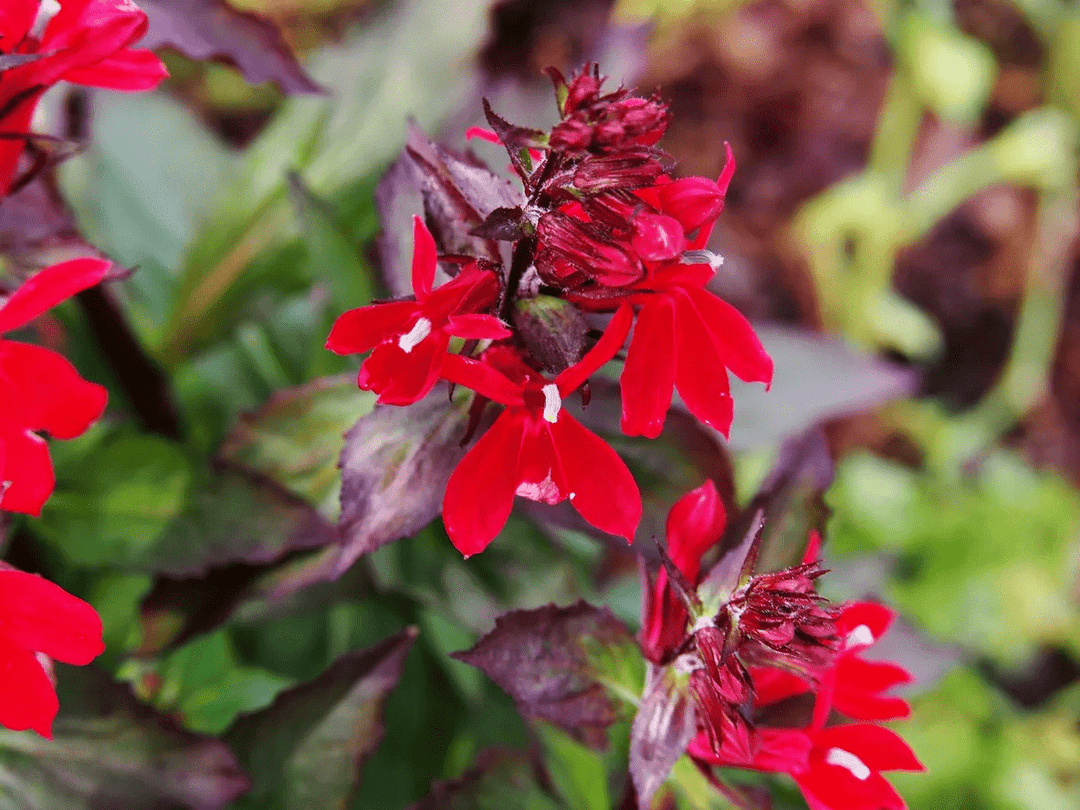 Cardinal Flower 'Queen Victoria' - Native Gardeners