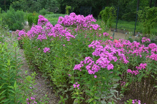 Garden Phlox 'Robert Poore'