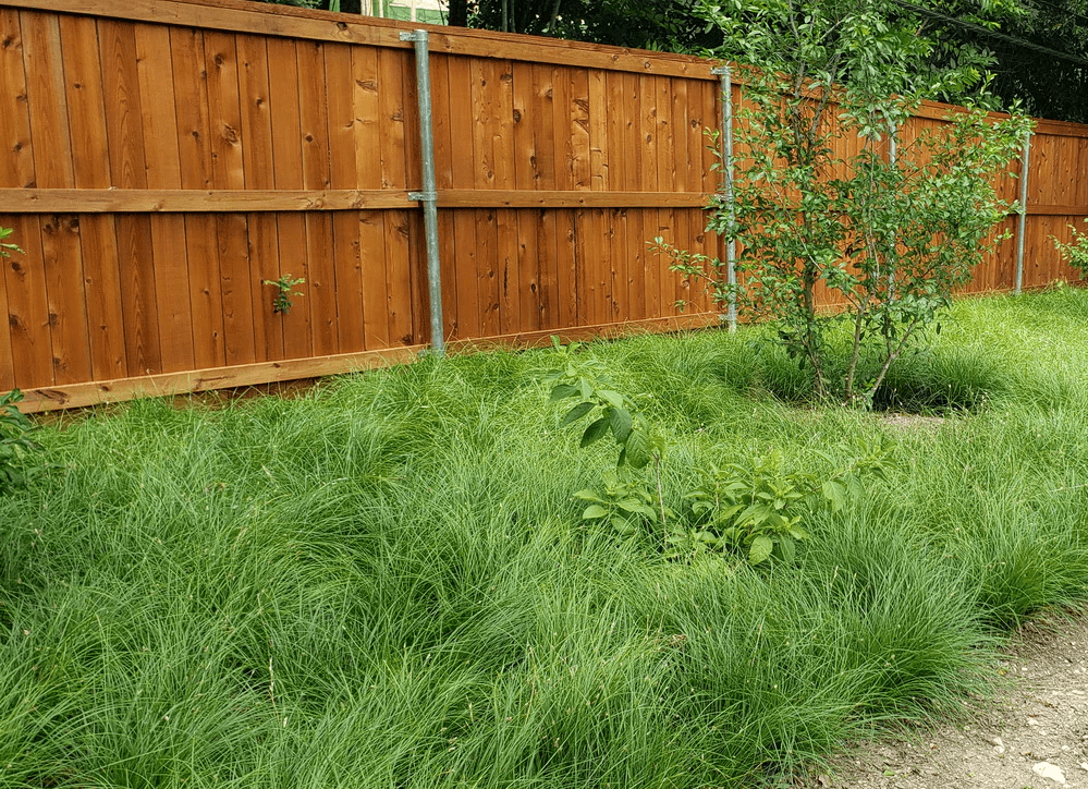 Webberville Sedge - Native Gardeners