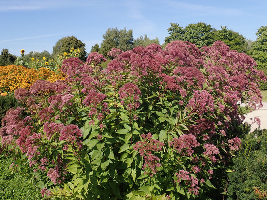 Spotted Joe Pye Weed