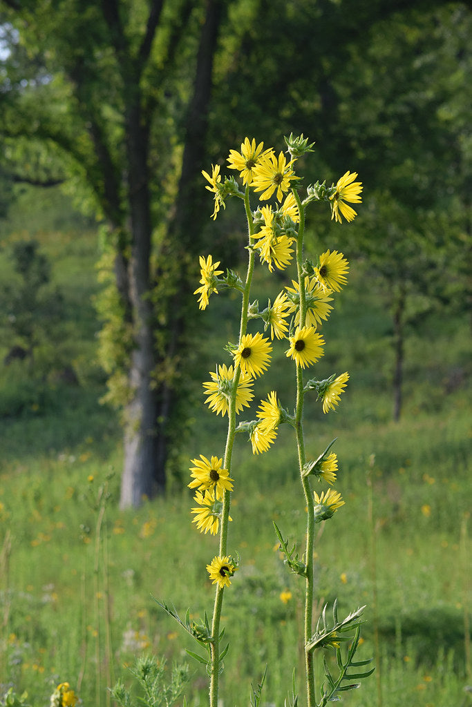 compass plant seeds Compass Plant