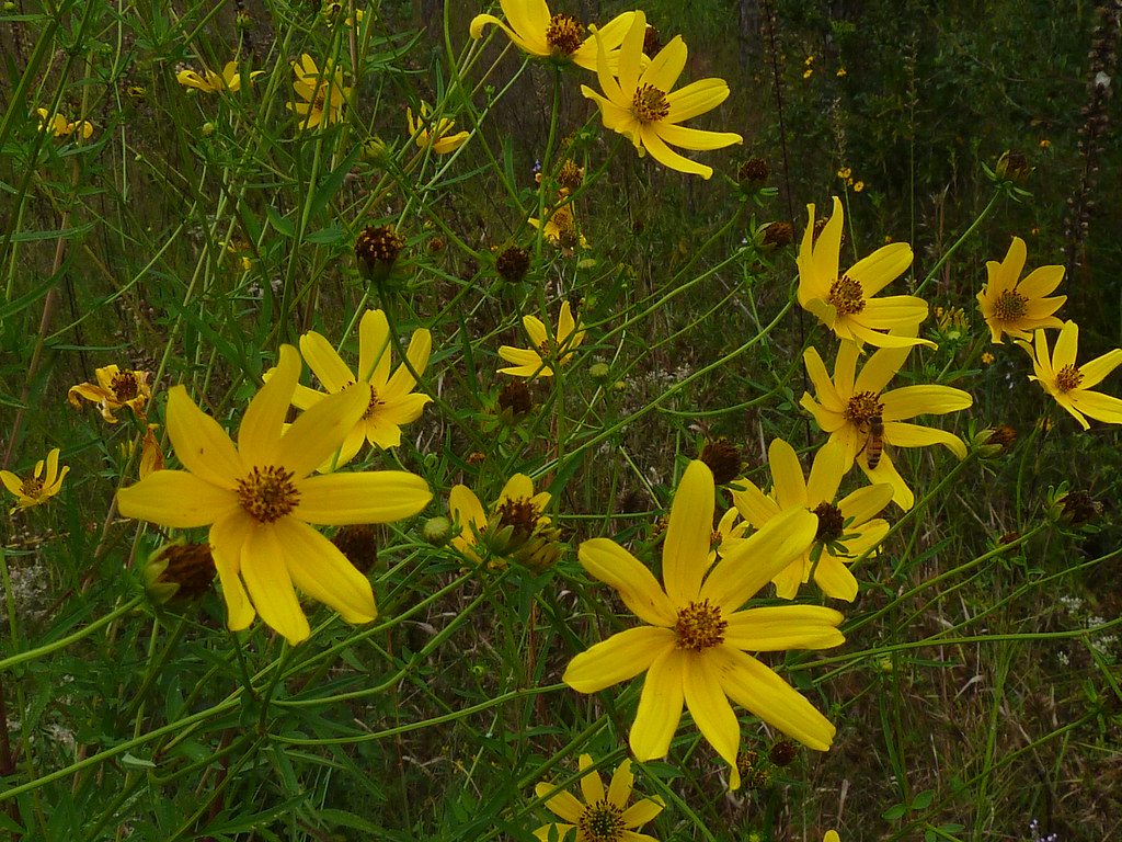 Smallfruit Beggarticks - Native Gardeners