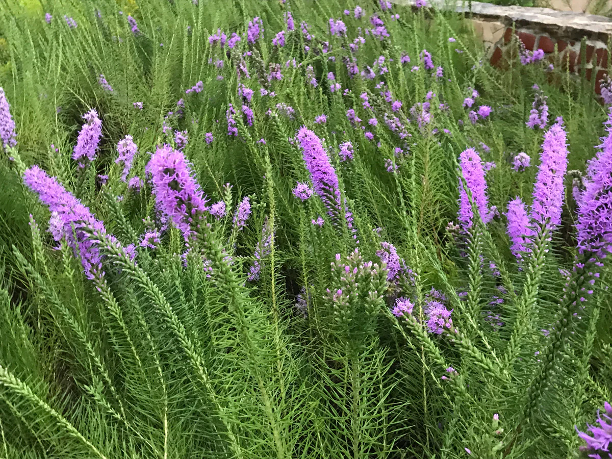 Texas Blazing Star - Native Gardeners