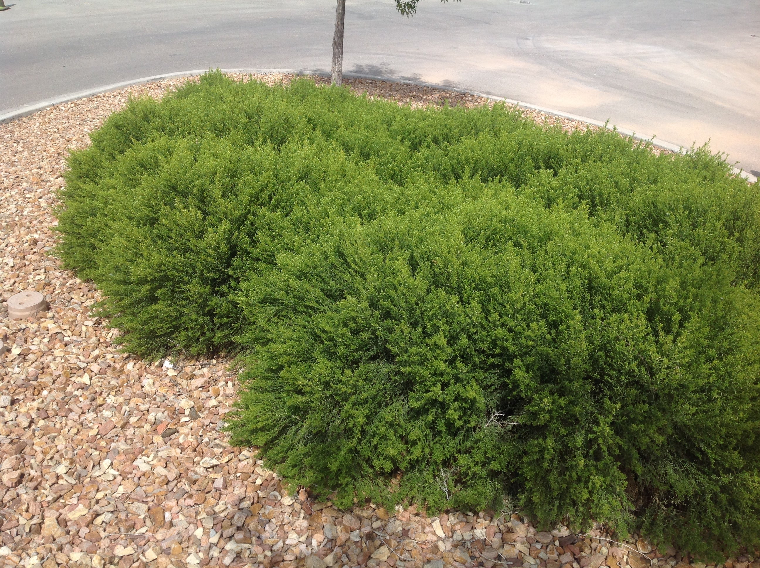 Thompson Prostrate Coyote Bush - Native Gardeners