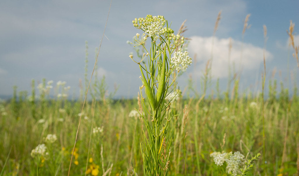 Whorled Milkweed - Native Gardeners