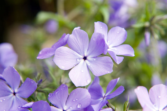 Woodland Phlox 'Blue Moon'