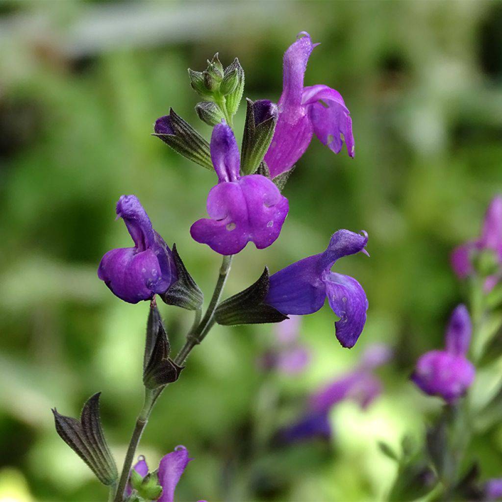 Autumn Sage 'Arctic Blaze Purple' - Native Gardeners