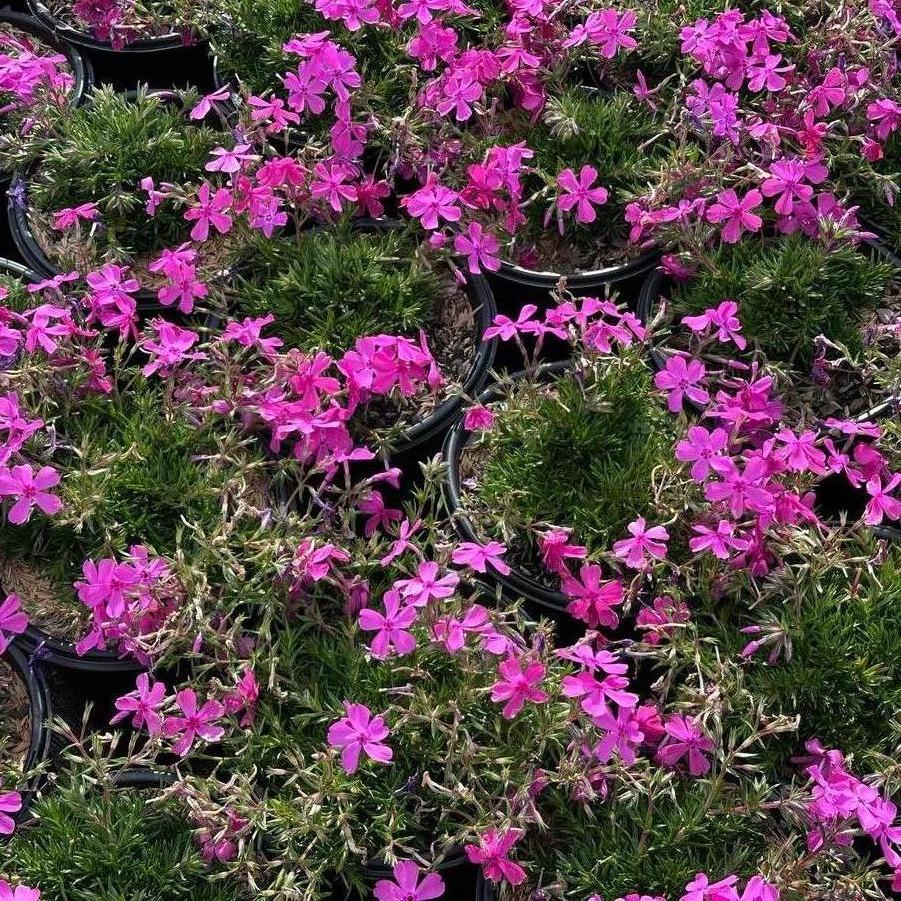 Creeping Moss Phlox 'Drummond's Pink' - Native Gardeners