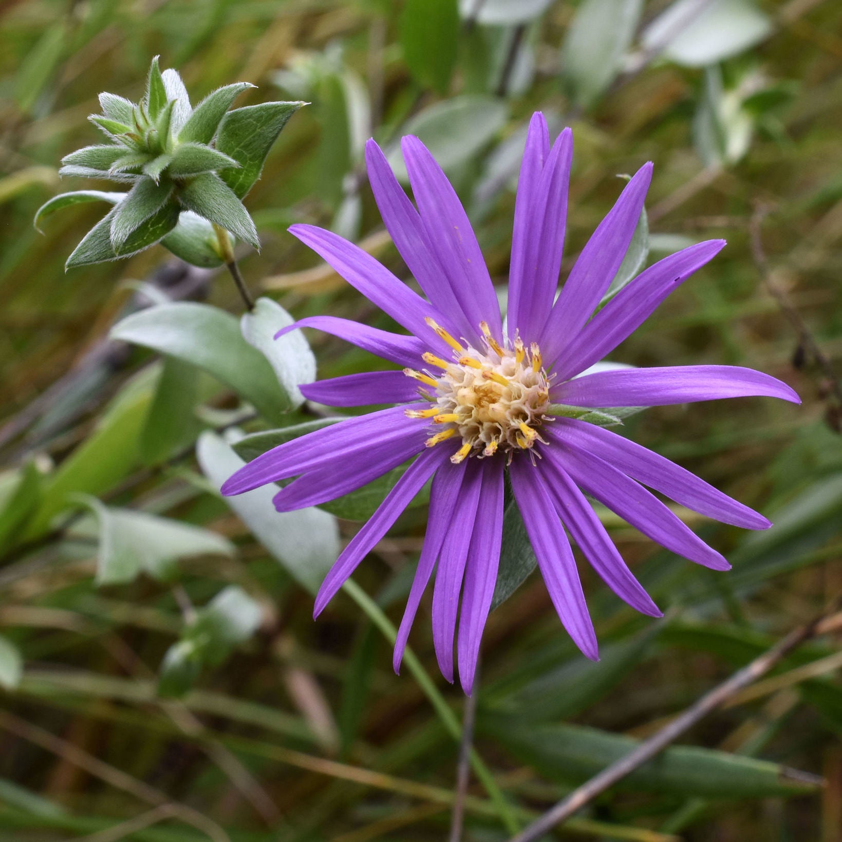 Silky Aster - Native Gardeners