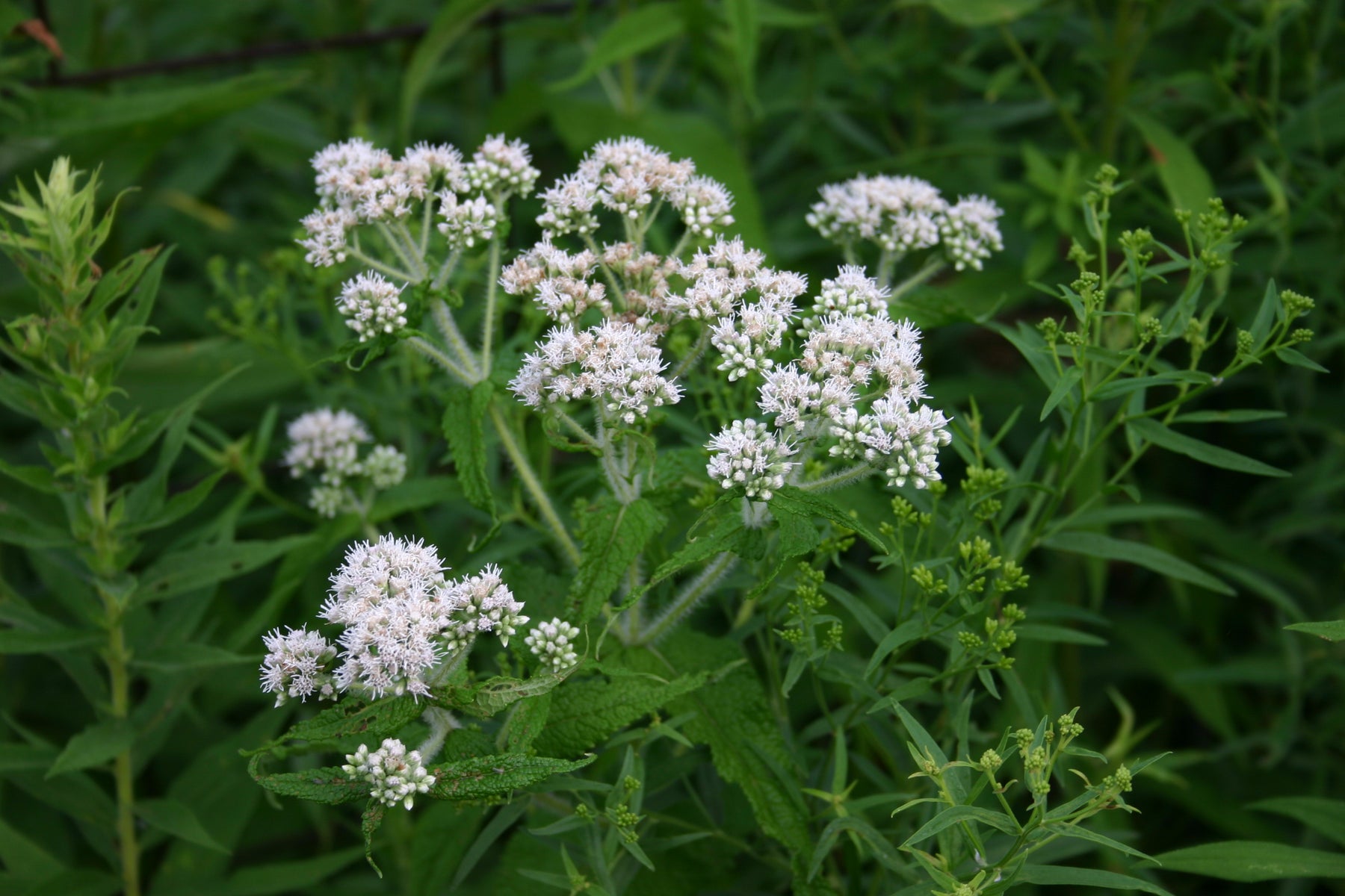 Native Boneset Boneset – Native Gardeners