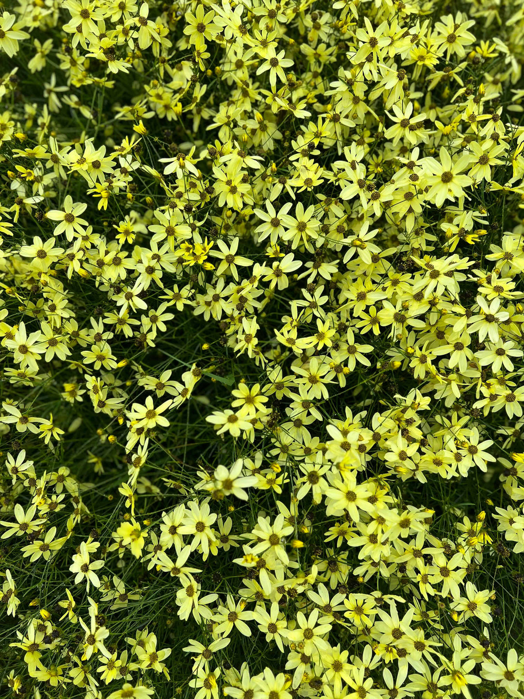 Thread Leaf Coreopsis 'Moonbeam' - Native Gardeners