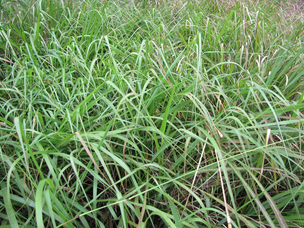 Eastern Gamagrass - Native Gardeners