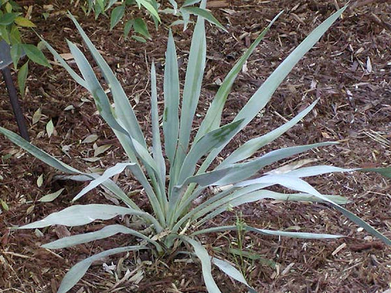 Pale Leaf Yucca