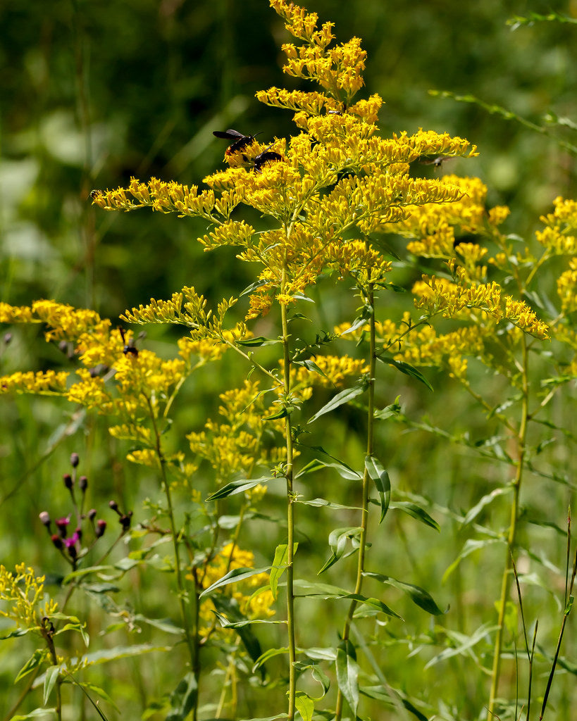 Sweet Goldenrod - Native Gardeners