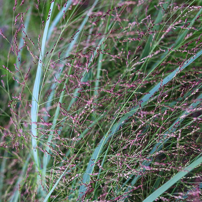 Switchgrass 'Prairie Dog' - Native Gardeners