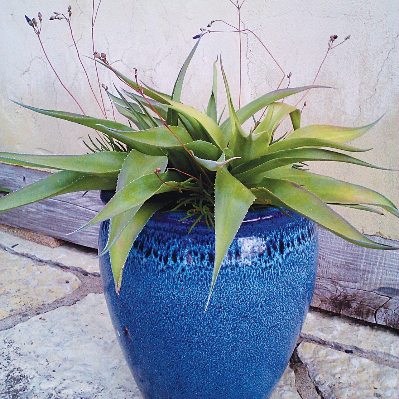 Agave Foxtail False ブツブツ系アガベ！管理間違えるとスタッズ出ませ 