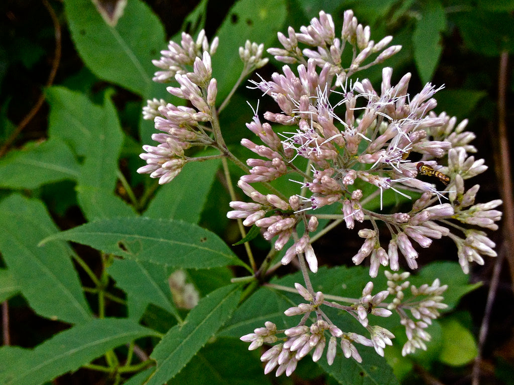 Hollow Joe Pye Weed - Native Gardeners