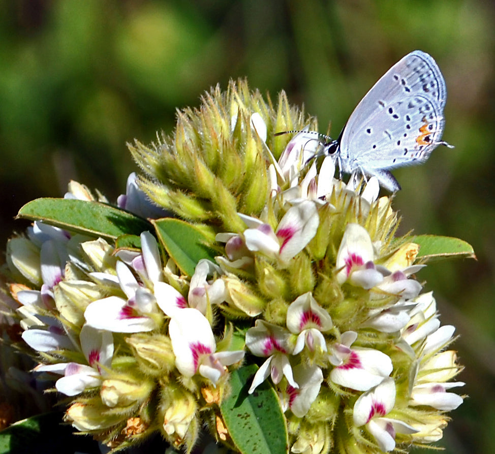 Round-Headed Bush Clover