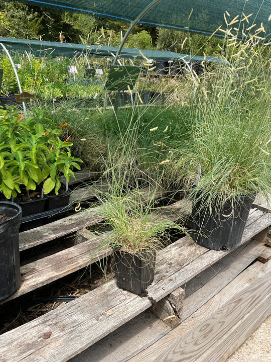 Blue Grama - Native Gardeners