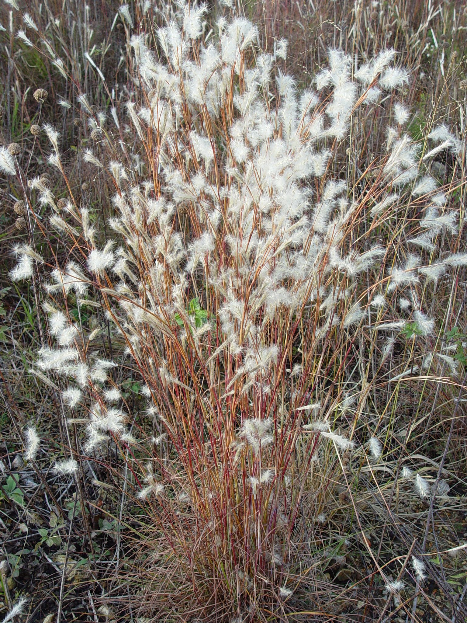 Splitbeard Bluestem - Native Gardeners