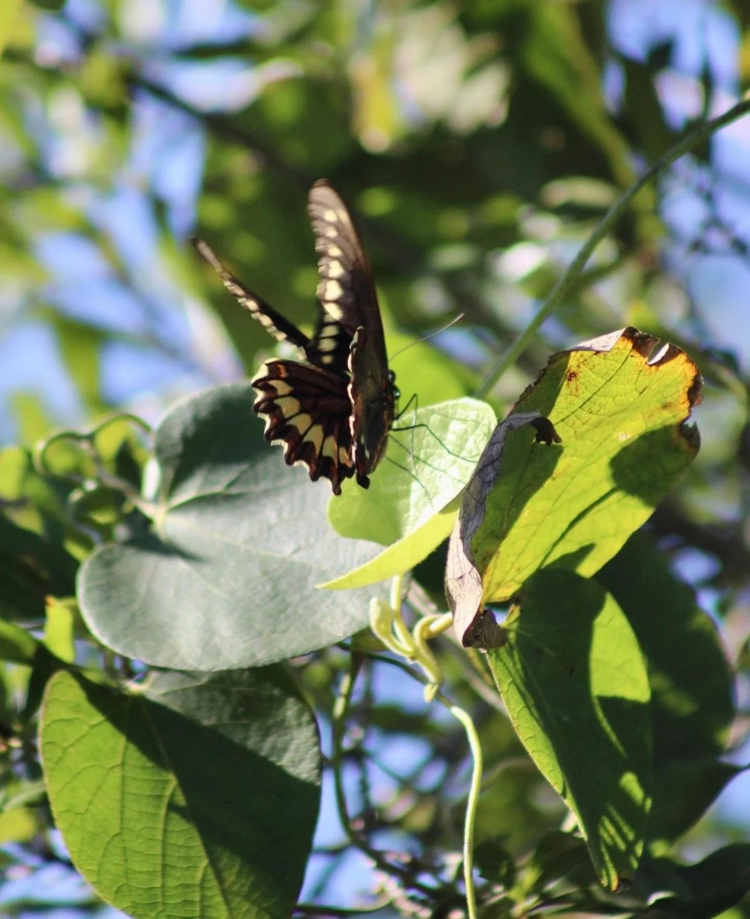 Dutchman's Pipeline - Native Gardeners