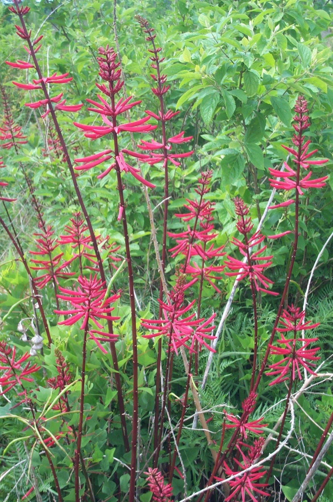Coralbean - Native Gardeners