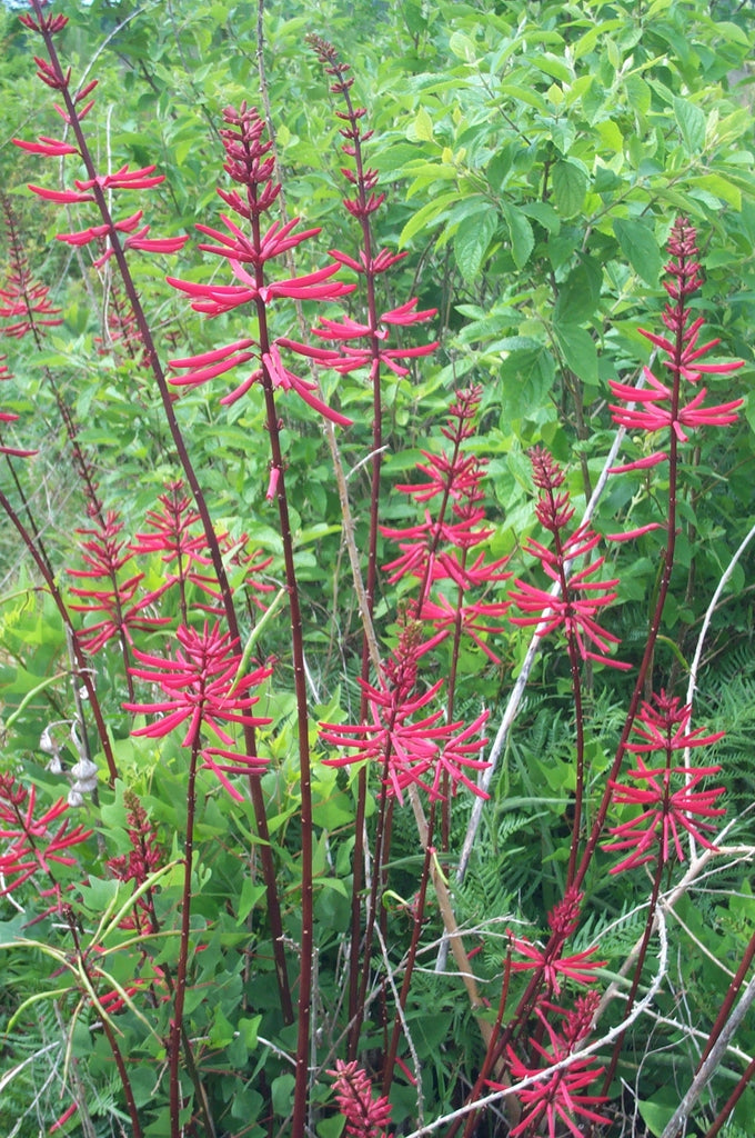 calabar bean plant Coralbean – Native Gardeners