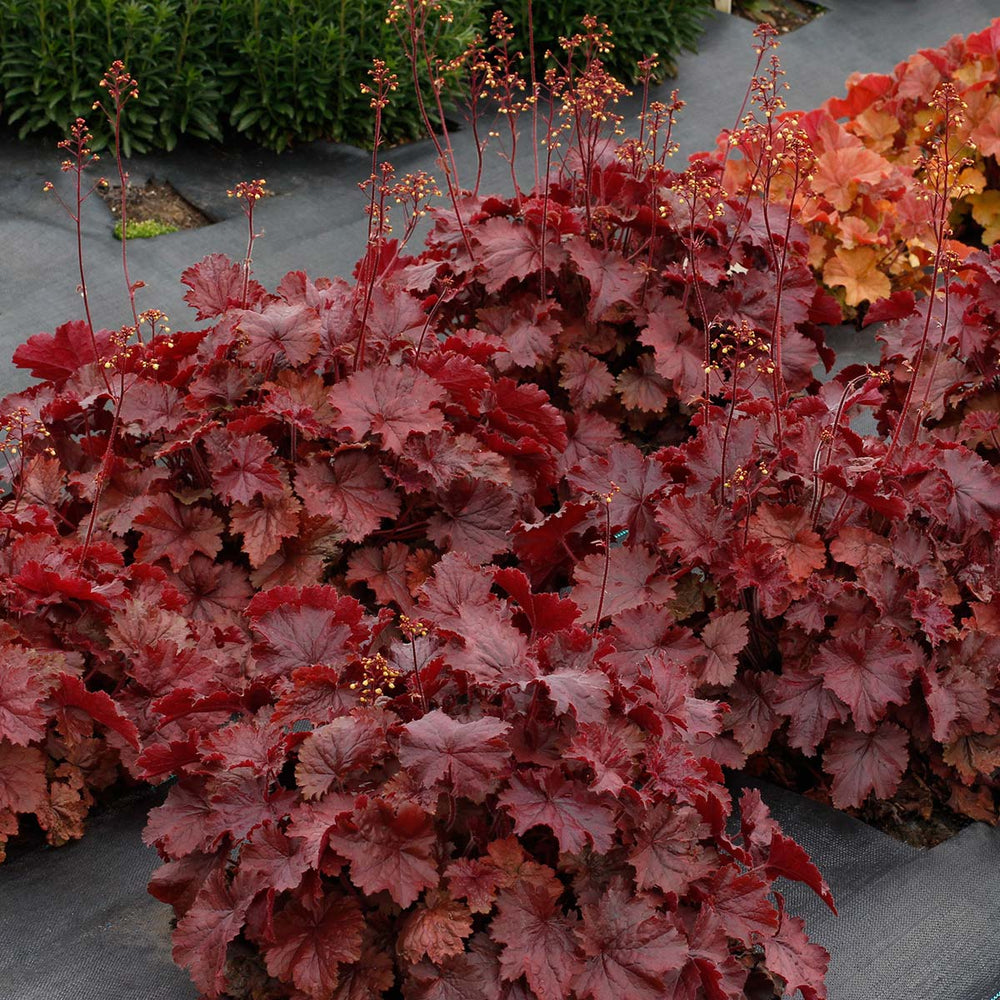 Northern Exposure Red Heuchera