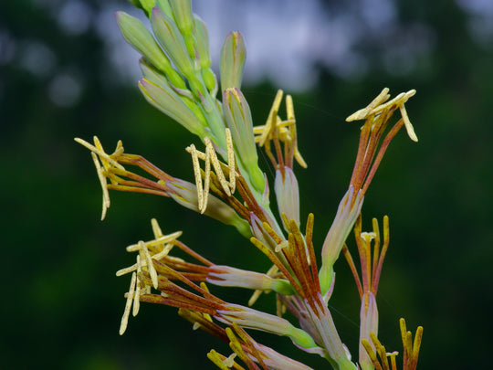 False Aloe - Native Gardeners