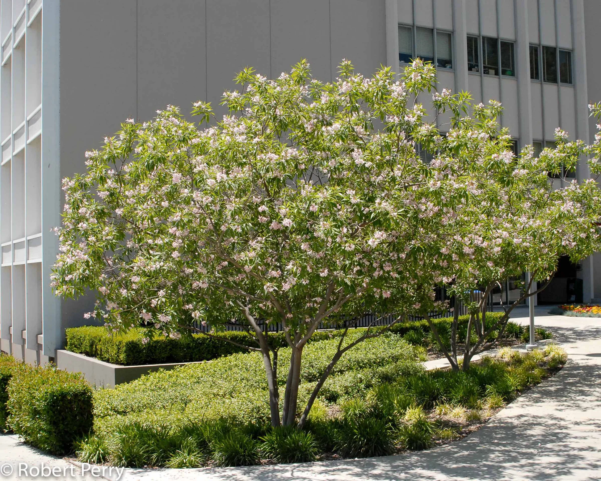 Chitalpa 'Pink Dawn Morning Cloud' - Native Gardeners